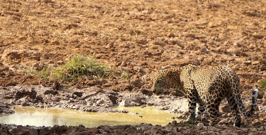 From Hikkaduwa/Mirissa/Galle/Tangalle - Yala Leopard Safari - The park’s changing scenery