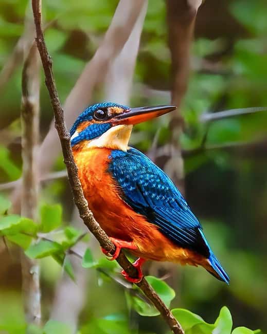 From Hikkaduwa/Mirissa/Galle/Tangalle - Yala Leopard Safari - Final call: book it for convenience and a real wildlife search