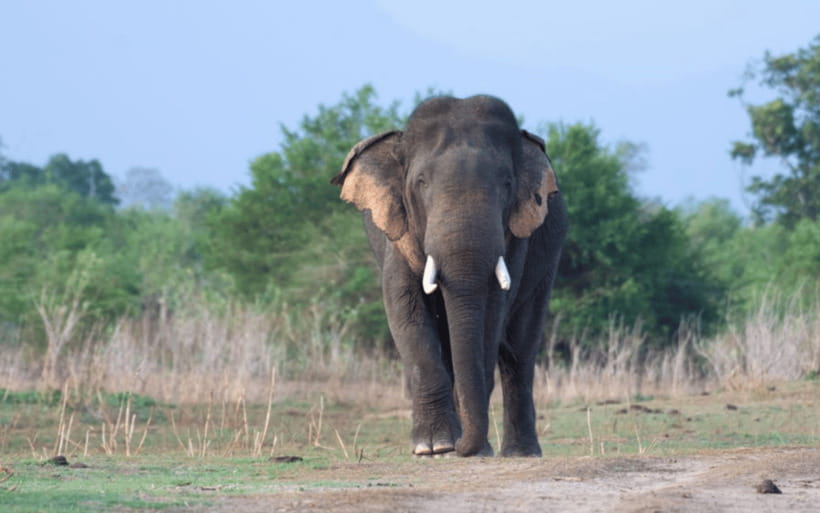 From: Hiriketiya/ Tangalle - Udawalawe Safari - To: Ella - Morning safari: the best fit for most people