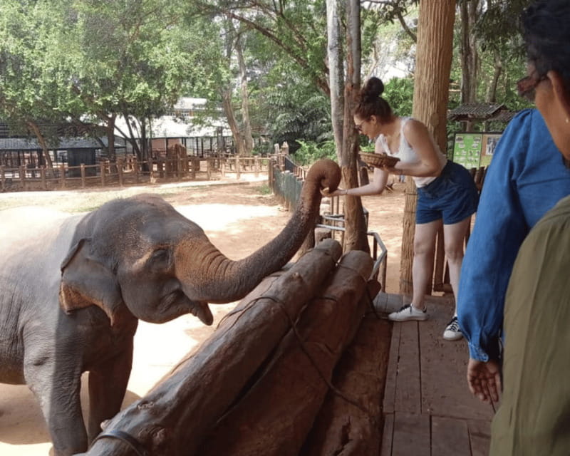 From: Hiriketiya/ Tangalle - Udawalawe Safari - To: Ella - Full-day safari: three drives, one very long day