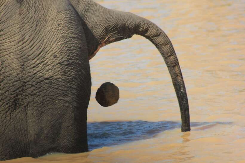 From: Hiriketiya/ Tangalle - YALA Safari Tour - Booking details that matter