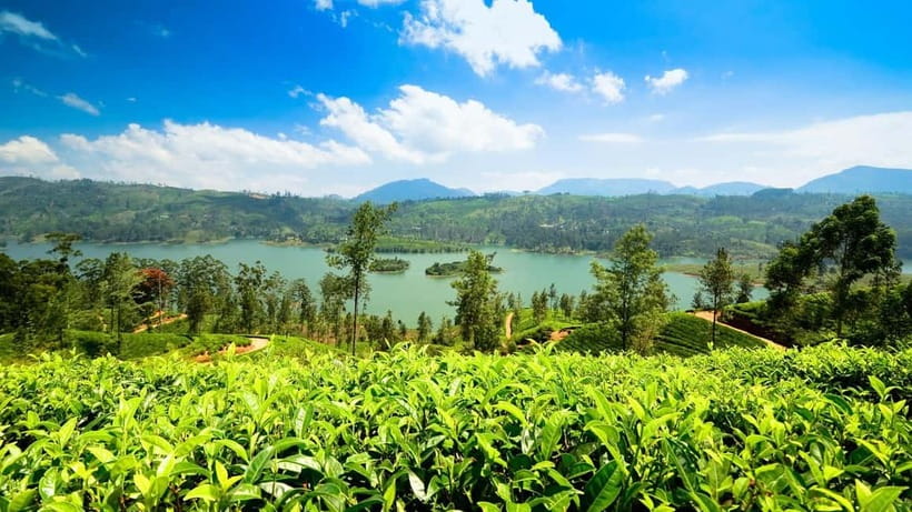 From Kandy: Ella Drop Tour via Nuwara Eliya - Starting in Kandy at Asgiriya