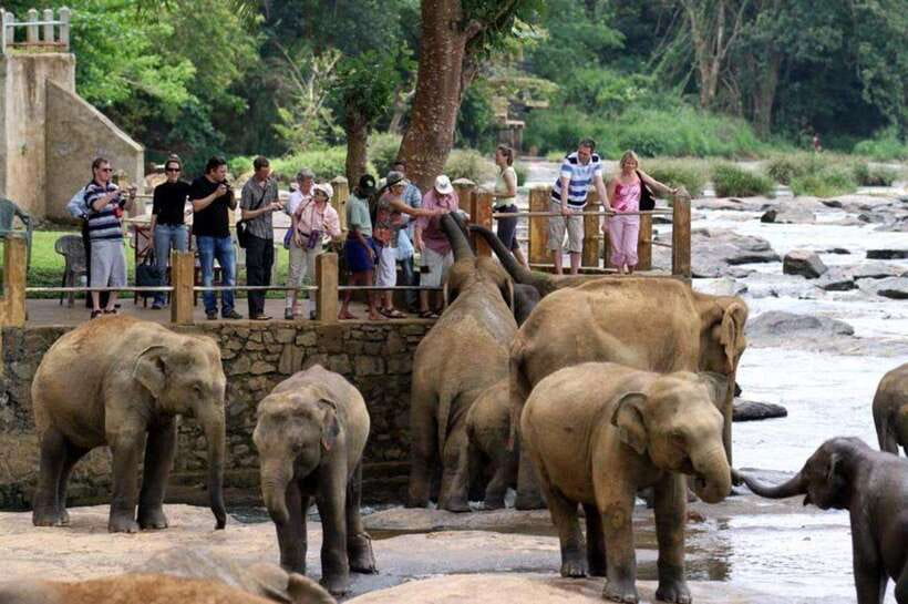 From Kandy: Kandy To Pinnawala Day Tour by Tuk Tuk - Starting from Kandy at 8:30 AM