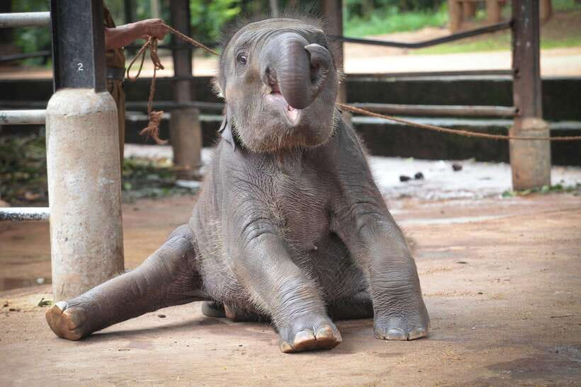 From Kandy: Kandy To Pinnawala Day Tour by Tuk Tuk - Watching the Elephants at Pinnawala