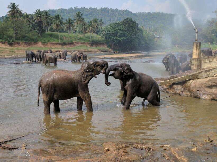 From Kandy: Kandy To Pinnawala Day Tour by Tuk Tuk - Who Should Book This Day Trip?