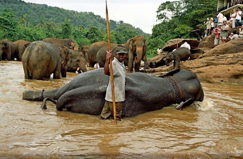 From Kandy: Kandy To Pinnawala Day Tour by Tuk Tuk - Should You Book It?