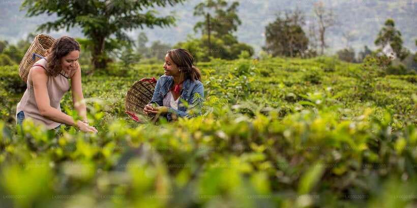 From Kandy: Nuwara Eliya by Train - Meeting your guide at Nanu Oya