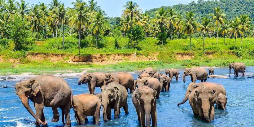 From Kandy: Pinnawala Day Tour - Pinnawala: allow time for elephants, not just a photo stop