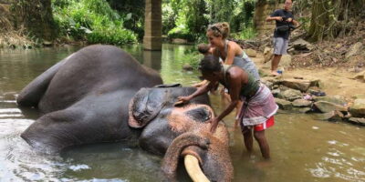 Pinnawala Day Tour