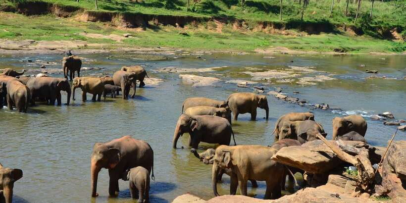 From Kandy: Pinnawala Day Tour - Choosing between a tuk-tuk and minivan