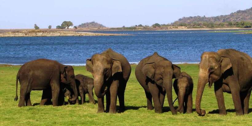 From Kandy: Sigiriya, Dambulla and Minneriya Private Tour - Should you book it?