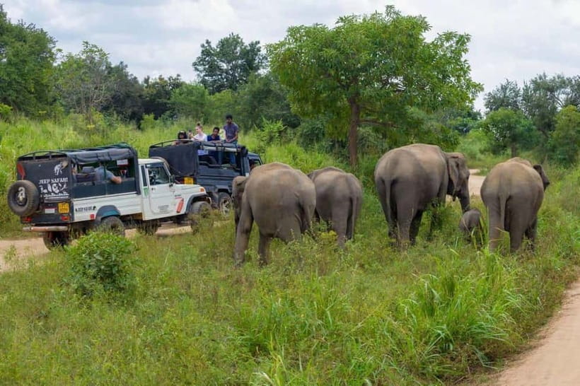 From Kandy: Sigiriya & Dambulla Day Tour with Safari - The timing question you should settle first