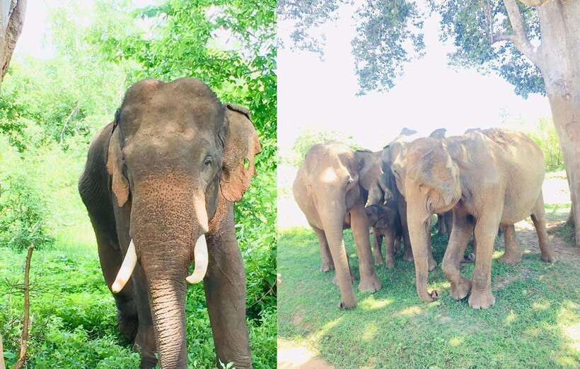 From Kandy: Sigiriya Rock Dambulla & Minneriya Jeep Safari - What the $55 starting price really buys