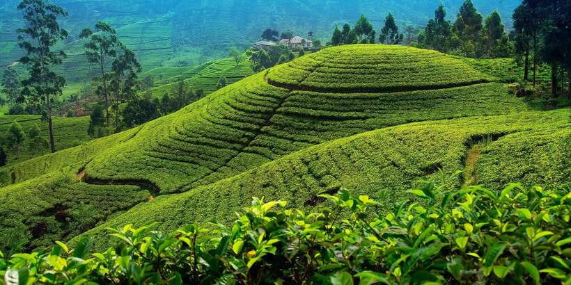 From Kandy To Nuwara Eliya Drop Tour - Private Tour - Key points at a glance