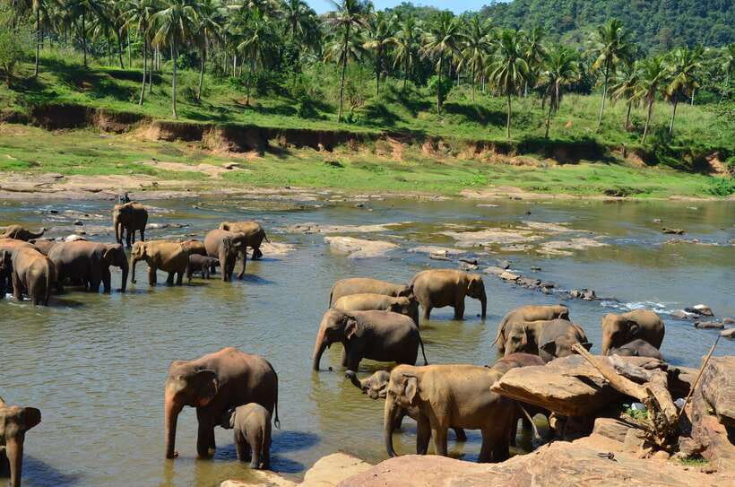 From Kandy To Pinnawala Private Day Tour via Ambuluwawa - Who should book this Kandy day tour?
