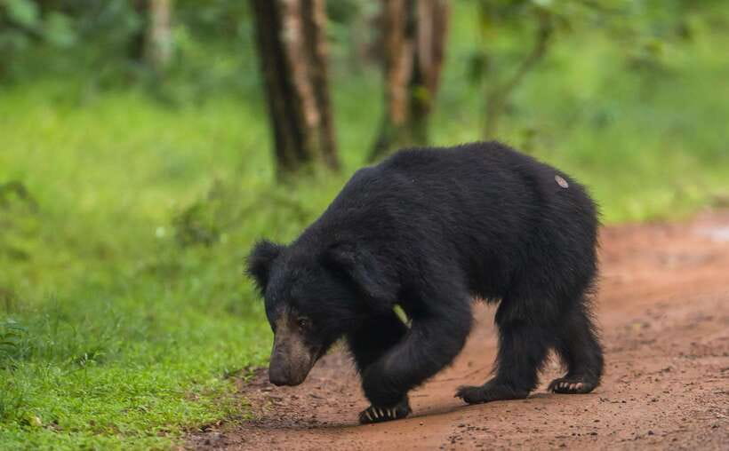 From Kandy: Wilpattu National Park Safari with Hotel Pickup - Key Points Before You Book