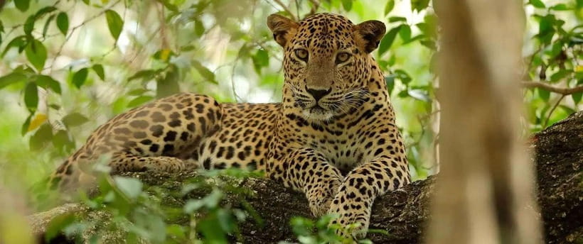 From Kandy: Wilpattu National Park Safari with Hotel Pickup - Why Wilpattu Works as a Safari From Kandy