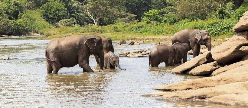 From Kandy: Wilpattu National Park Safari with Hotel Pickup - Who Should Book This Safari?