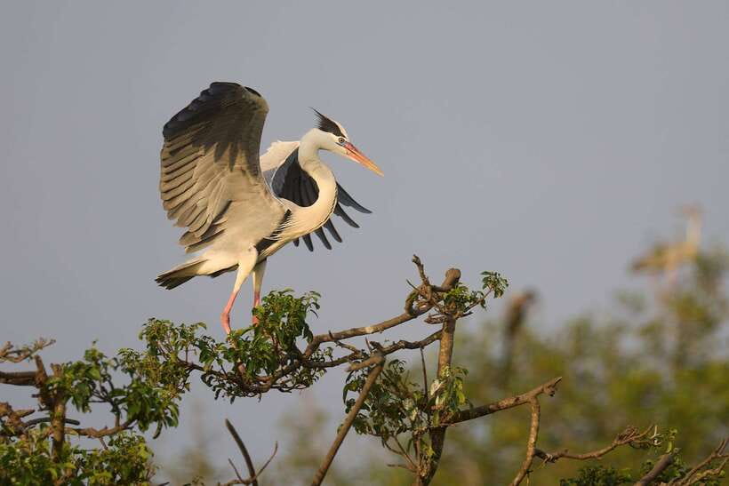 From Mirissa/Galle/Hikkaduwa: Udawalawa National Park Safari - Who should book this Udawalawe day trip