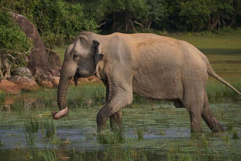 From Mirissa/Galle/Hikkaduwa: Udawalawa National Park Safari - Final verdict: a strong elephant safari with one long day