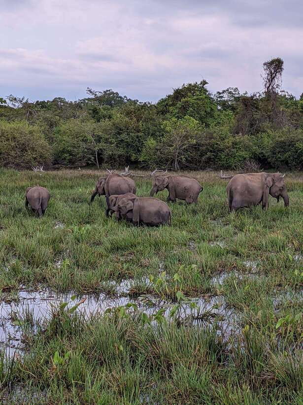 From Mirissa/Galle/Hikkaduwa: Udawalawa National Park Safari - The Elephant Transit Home at feeding time