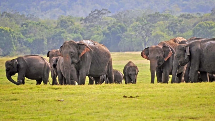 From Mirissa / Galle / Tangalle to Yala Safari & Drop- Ella - Key points to know before booking