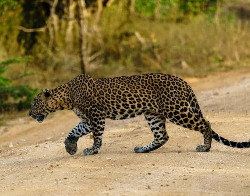 From Mirissa / Galle / Tangalle to Yala Safari & Drop- Ella - Why this Yala trip works well as a transfer