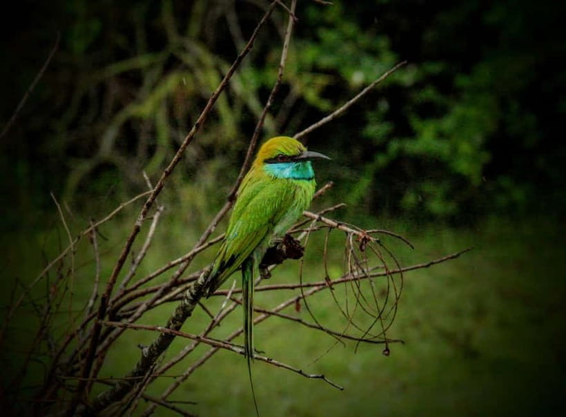 From Mirissa / Galle / Tangalle to Yala Safari & Drop- Ella - Guides, drivers, and the quality of the safari