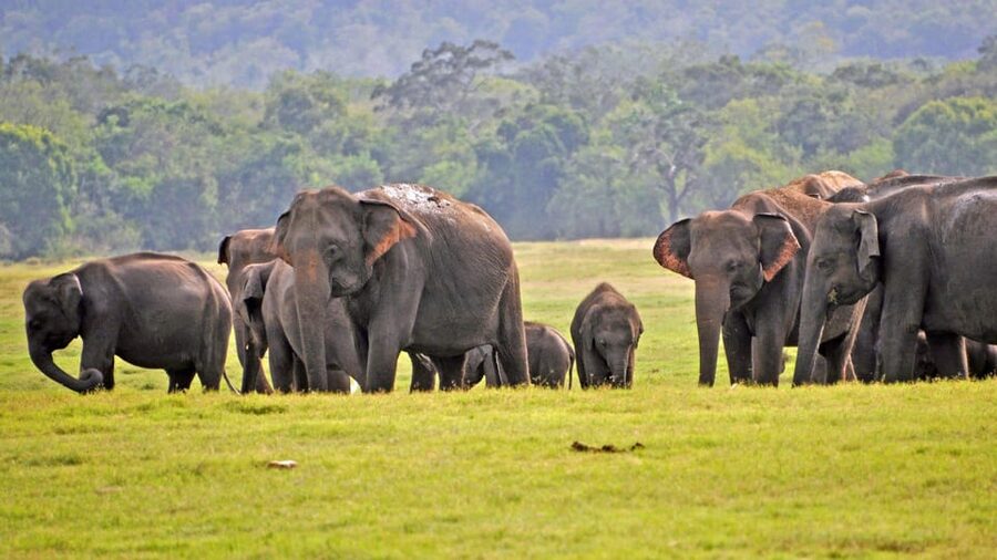 From Mirissa / Galle / Tangalle to Yala Safari & Drop- Ella - Is the $11 price good value?