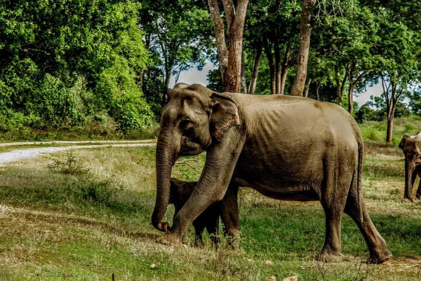 From Mirissa / Galle / Tangalle to Yala Safari & Drop- Ella - Who should book this experience?