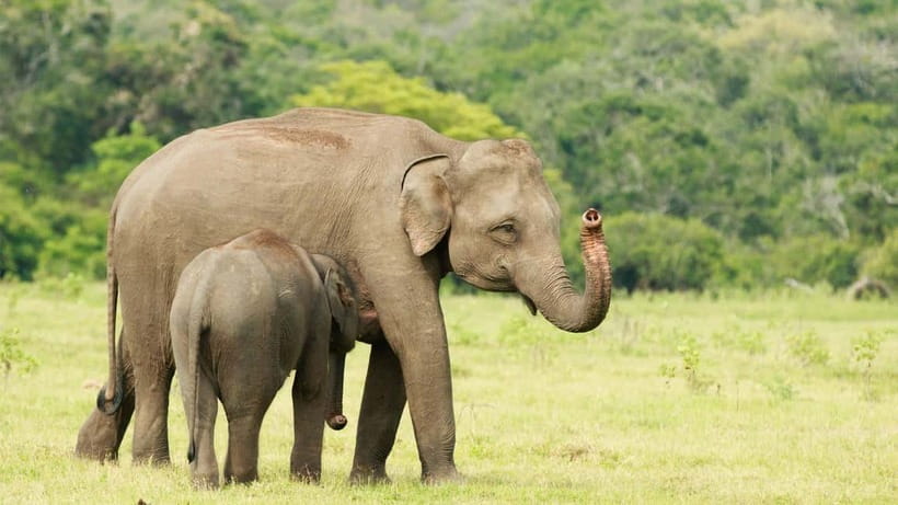 From Mirissa / Galle / Tangalle to Yala Safari & Drop- Ella - Should you book the Yala to Ella transfer safari?