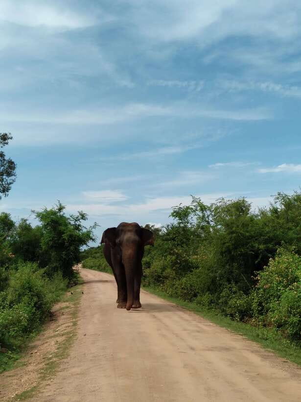 From Mirissa/ Weligama : Udawalawe Safari - Day Trip - Food, comfort, and the practical rhythm of the day