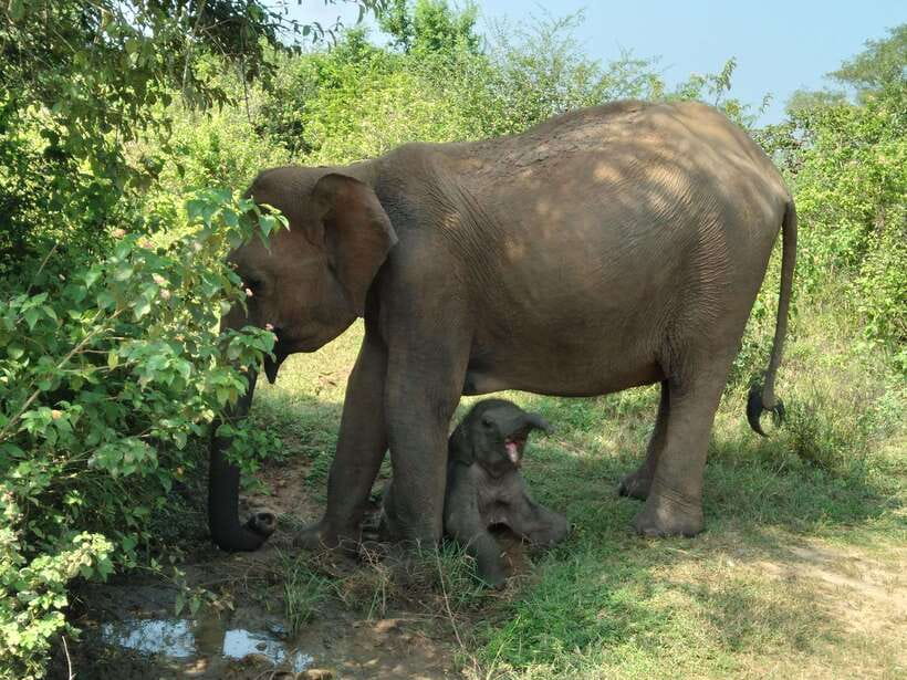 From Mirissa/ Weligama : Udawalawe Safari - Day Trip - Who should book this safari?