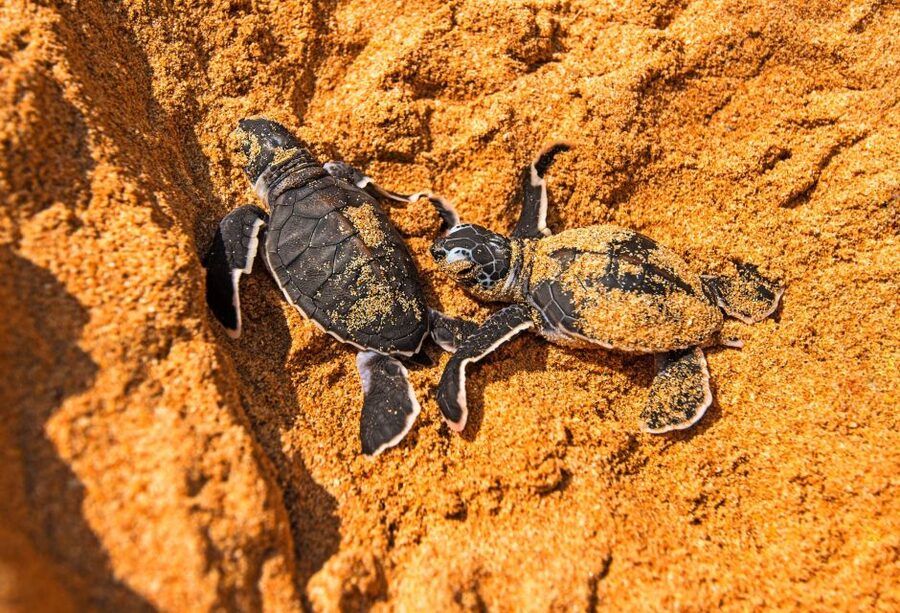 From Negombo: Bentota Full-Day Tour - Kosgoda Sea Turtle Conservation