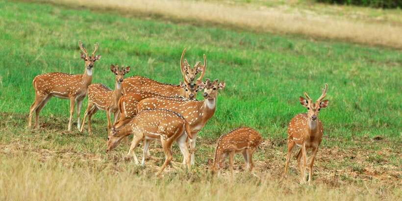 From Negombo: Minneriya National Park Safari Tour - Why Minneriya is worth the long day