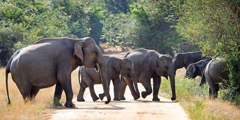 From Negombo: Minneriya National Park Safari Tour - More than elephants: buffaloes, deer, crocodiles, and birds
