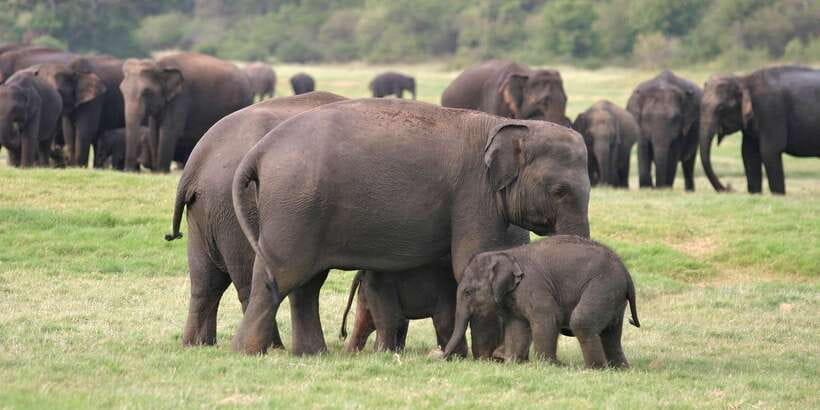 From Negombo: Minneriya National Park Safari Tour - The 2.5-hour game drive and the risk of lost time