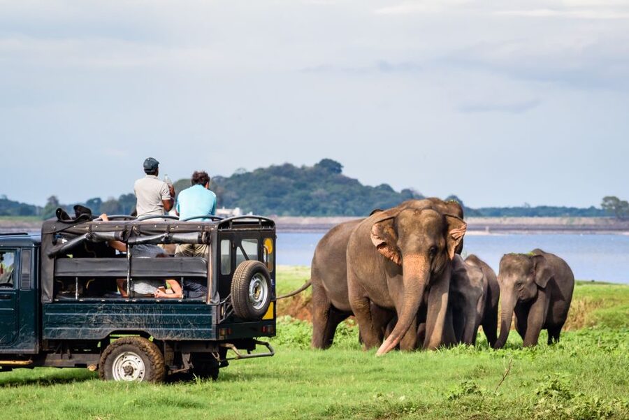 From Negombo: Minneriya National Park Safari Tour - Lunch at a local restaurant