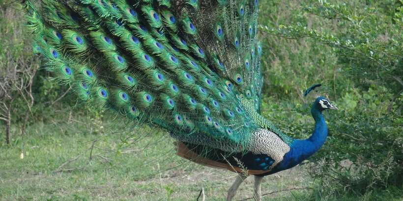 From Negombo: Minneriya National Park Safari Tour - What the transport is like