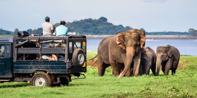 From Negombo: Minneriya National Park Safari Tour - Reaching the park by safari Jeep