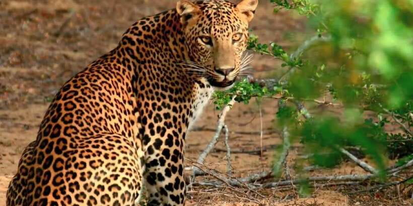From Negombo: Wilpattu National Park Safari Guided Day Tour - The real commitment is the road from Negombo