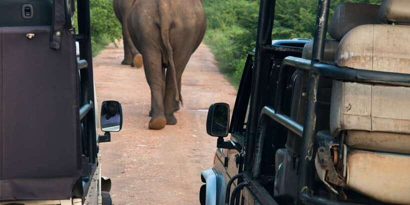 From Negombo: Wilpattu National Park Safari Guided Day Tour - The lunch stop near Puttalam