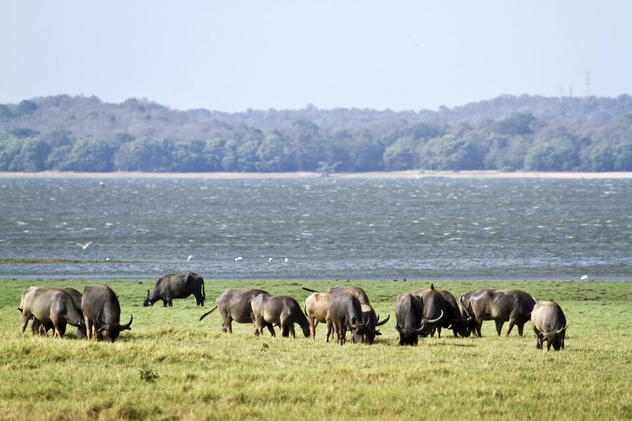 From Negombo: Wilpattu National Park Safari Guided Day Tour - Is $105 a fair price?