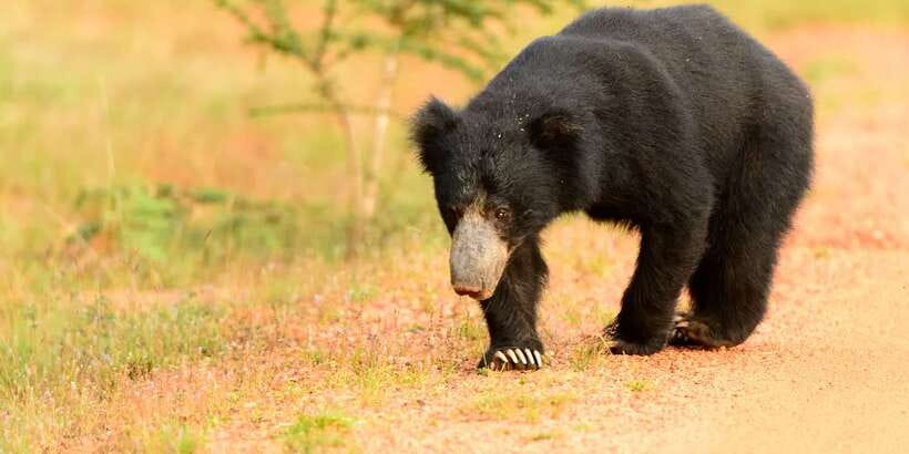 From Negombo: Wilpattu National Park Safari Guided Day Tour - Guides can shape the day