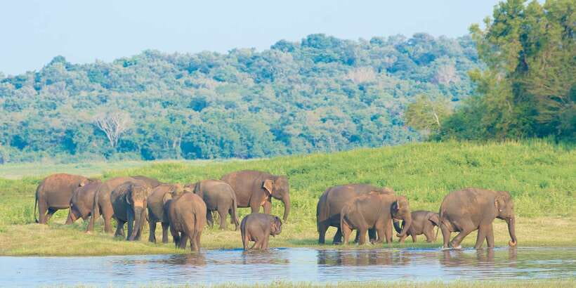 From Negombo: Wilpattu National Park Safari Guided Day Tour - Book it for access, not certainty