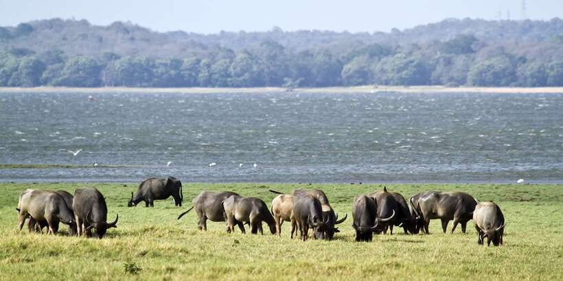 From Negombo: Wilpattu National Park Safari Guided Day Tour - FAQ