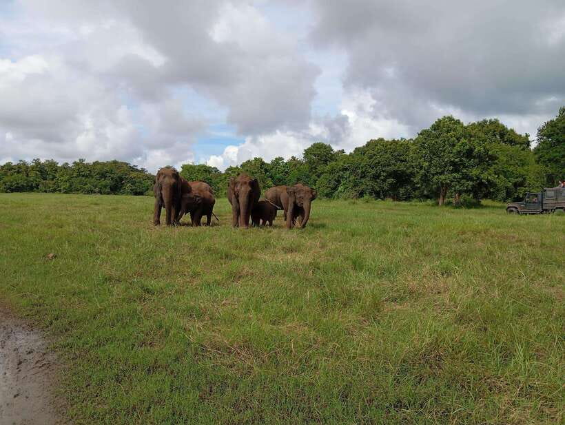 From Sigiriya: Hurulu Eco Park Elephant Jeep Safari - Should you book Hurulu Eco Park?