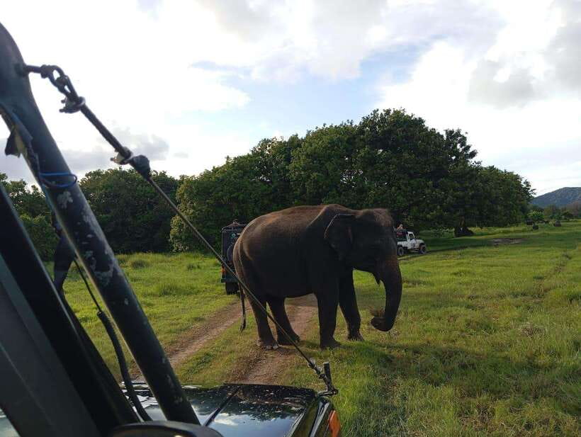 From Sigiriya: Hurulu Eco Park Elephant Jeep Safari - The elephant search and the best viewing moments