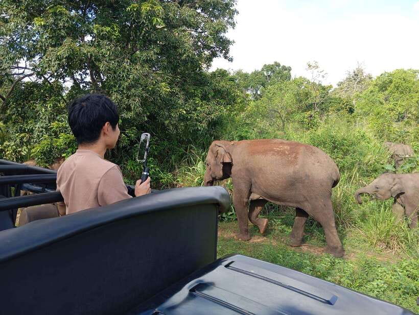 From Sigiriya: Hurulu Eco Park Elephant Jeep Safari - Deer, monkeys, peacocks, and birds
