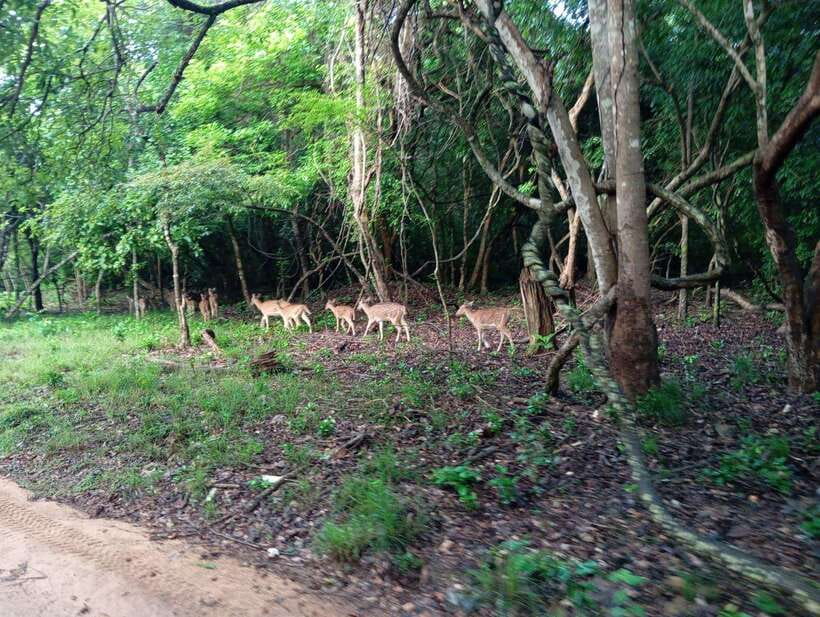 From Sigiriya: Hurulu Eco Park Elephant Jeep Safari - Photo stops with strong outdoor views